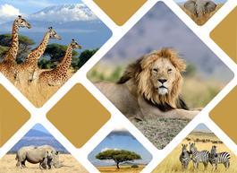 Cette image montre des animaux africains : girafes, lions, rhinocéros et gnous dans leur habitat naturel.