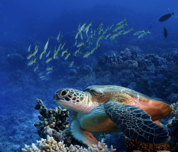 Tortue marine nageant près d'un récif corallien avec un banc de poissons colorés dans l'eau bleue.