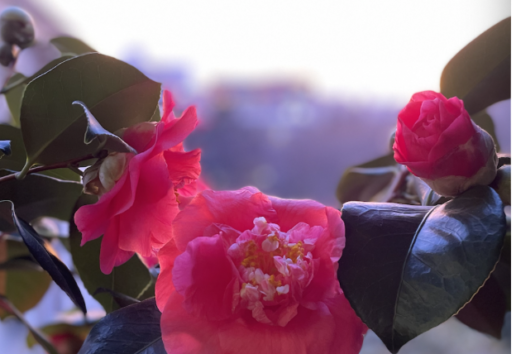 Fleur de camélia rose éclatante sur branche verte, en pleine lumière naturelle.