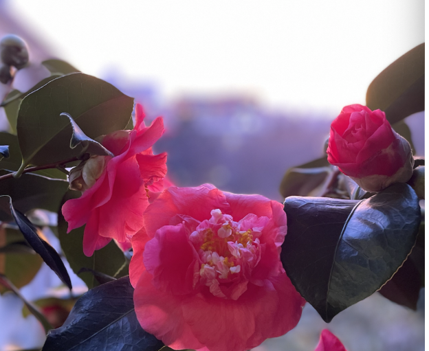 Fleur de camélia rose éclatante sur branche verte, en pleine lumière naturelle.